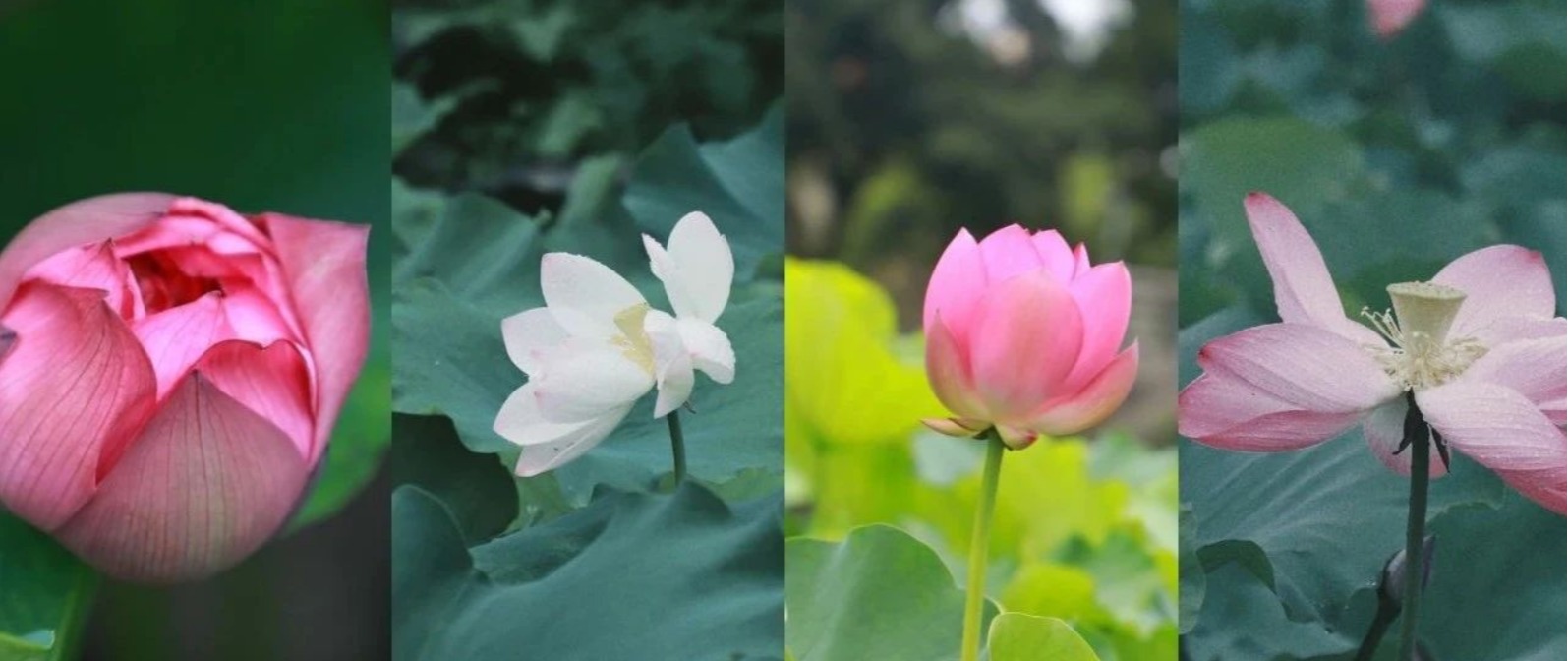 “荷”你在一起，就是向往的文理！