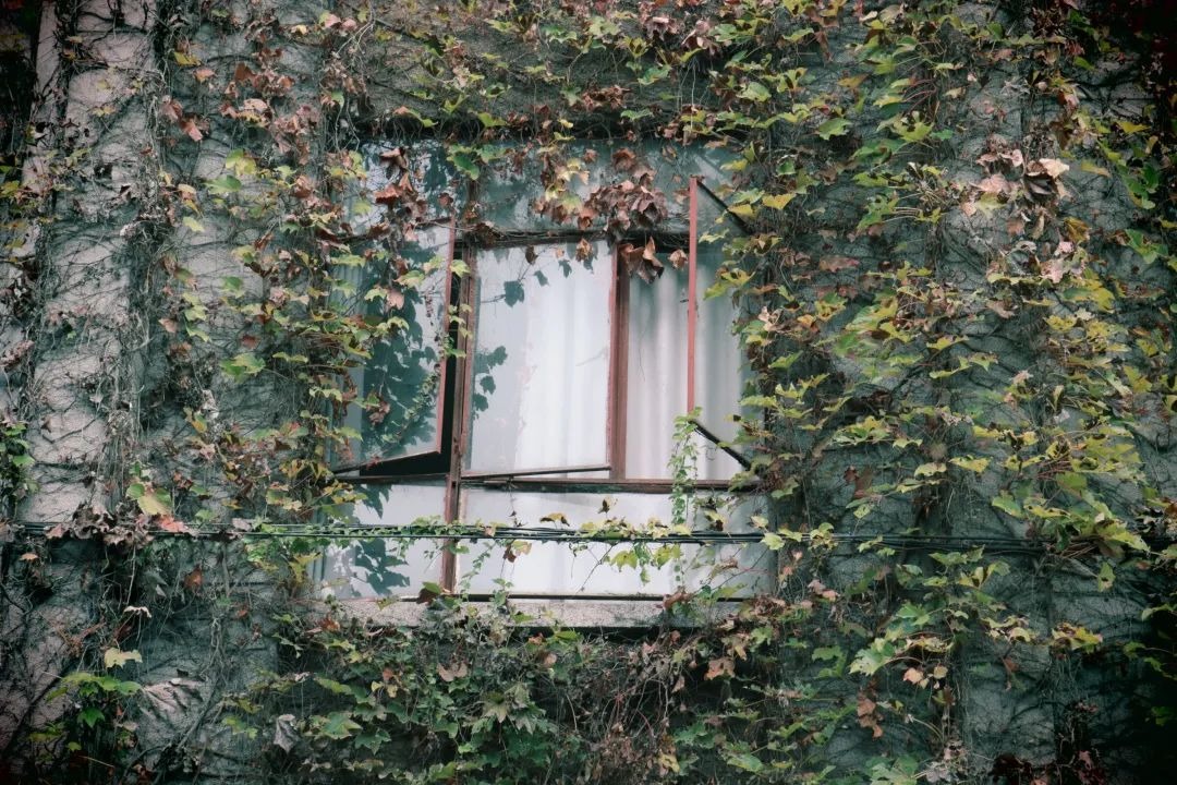 偶然打开了川文理的窗