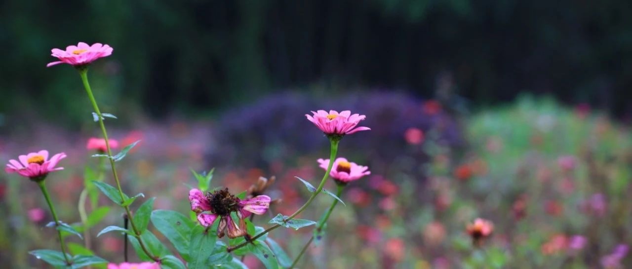 青声 | Let Life be Beautiful Like Summer Flowers